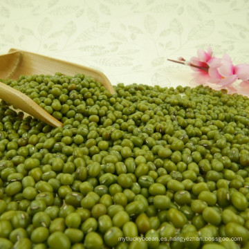 venta caliente con buen precio de green mung bean 2015crop